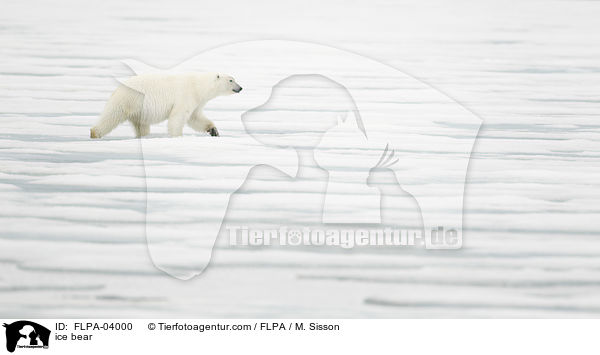 ice bear / FLPA-04000