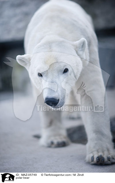 polar bear / MAZ-05749
