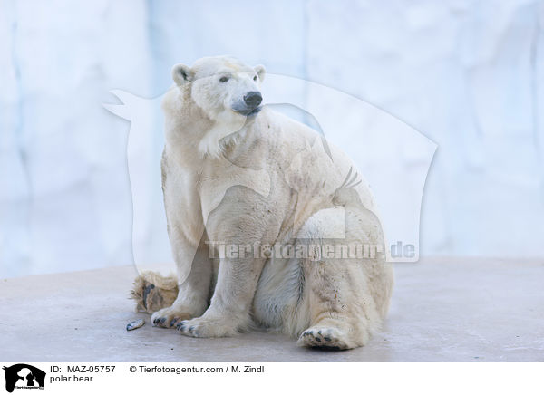 polar bear / MAZ-05757
