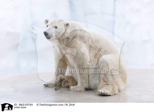 polar bear / MAZ-05764