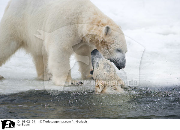 Eisbren / Ice Bears / IG-02154