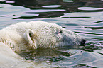 bathing ice bear