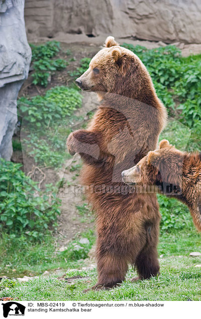 standing Kamtschatka bear / MBS-02419