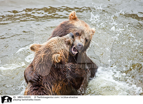 playing kamchatka bears / MBS-02635