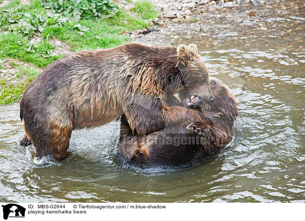 playing kamchatka bears / MBS-02644
