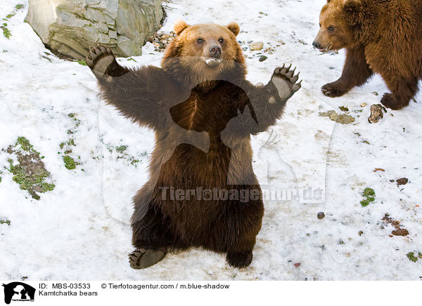 Kamtchatka bears / MBS-03533