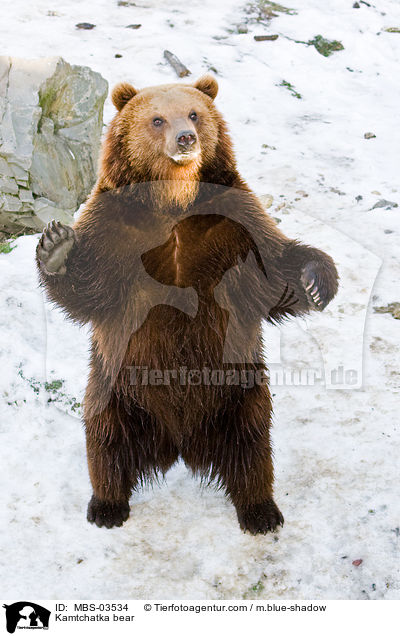 Kamtchatka bear / MBS-03534