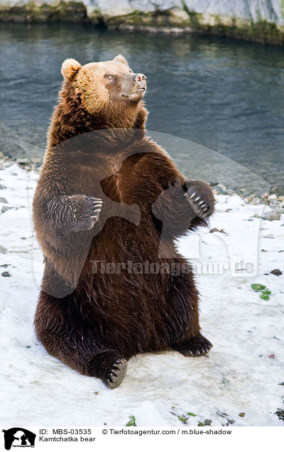 Kamtchatka bear / MBS-03535