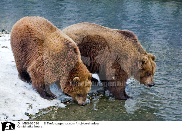 Kamtchatka bears / MBS-03536