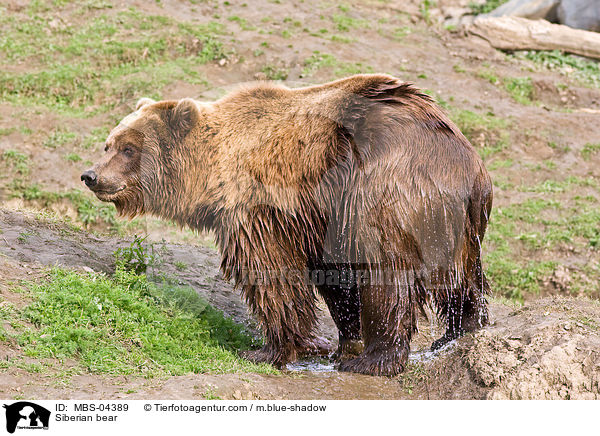 Siberian bear / MBS-04389