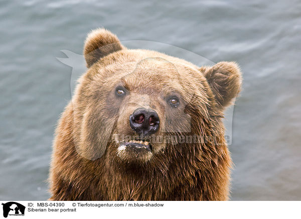 Siberian bear portrait / MBS-04390