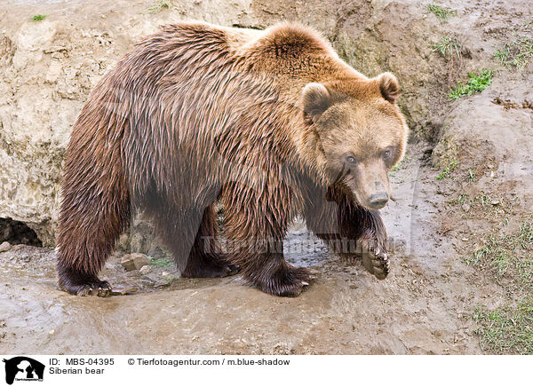 Siberian bear / MBS-04395