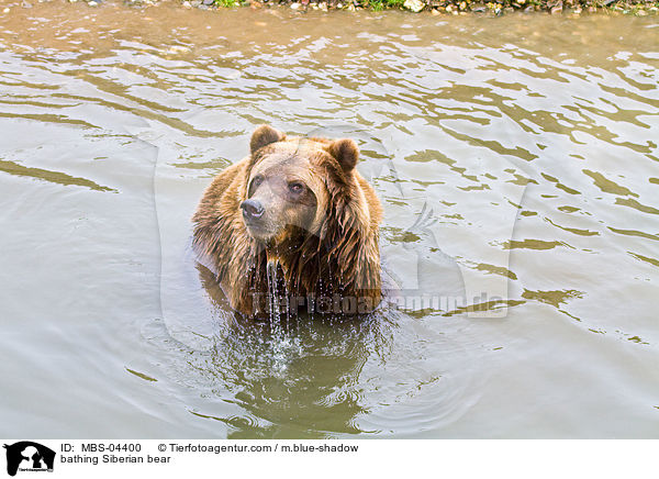 bathing Siberian bear / MBS-04400