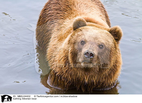 bathing Siberian bear / MBS-04402