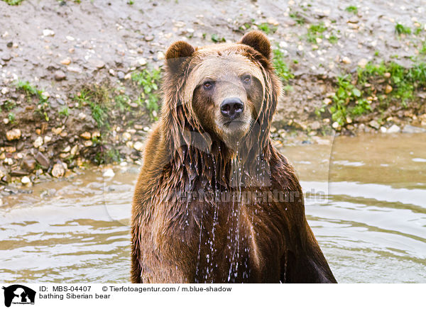 bathing Siberian bear / MBS-04407
