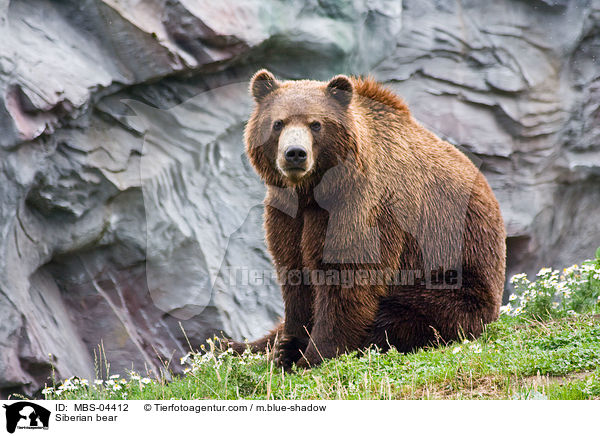 Siberian bear / MBS-04412