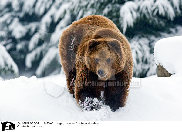 Kamtschatka bear / MBS-05504