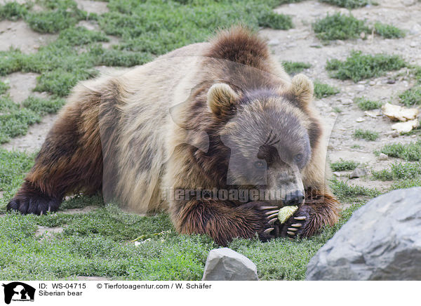 Siberian bear / WS-04715