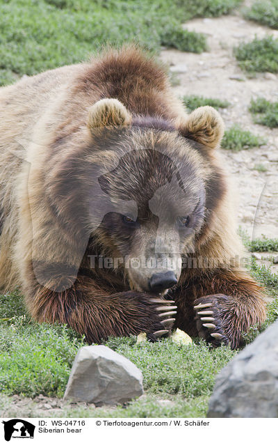 Siberian bear / WS-04716