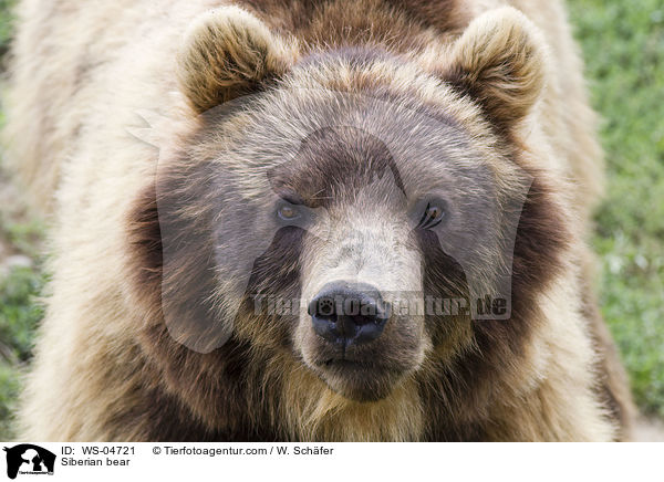 Siberian bear / WS-04721
