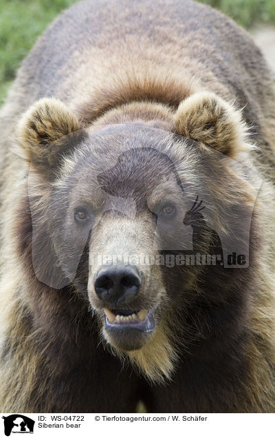 Siberian bear / WS-04722