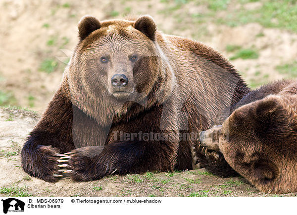 Siberian bears / MBS-06979