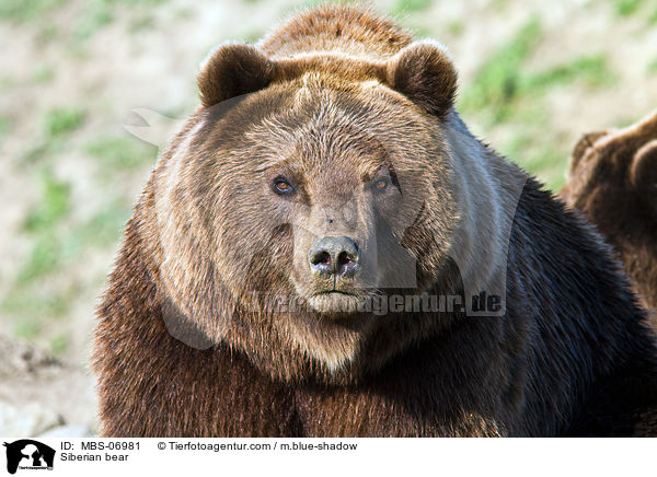 Kamtschatkabr / Siberian bear / MBS-06981