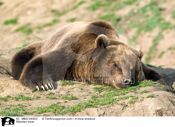 Kamtschatkabr / Siberian bear / MBS-06983