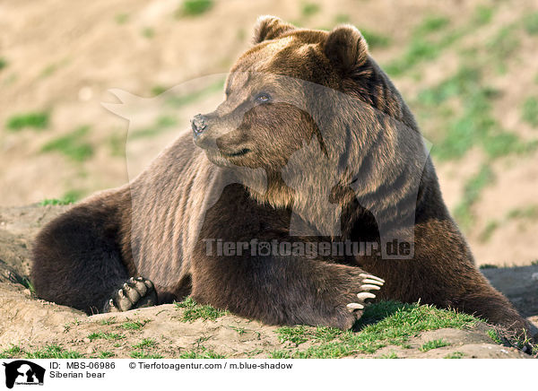 Kamtschatkabr / Siberian bear / MBS-06986
