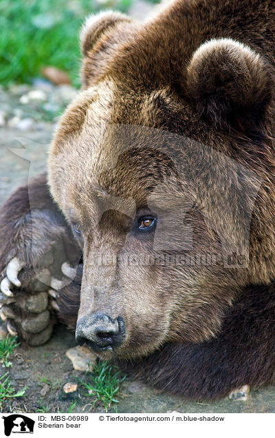 Kamtschatkabr / Siberian bear / MBS-06989