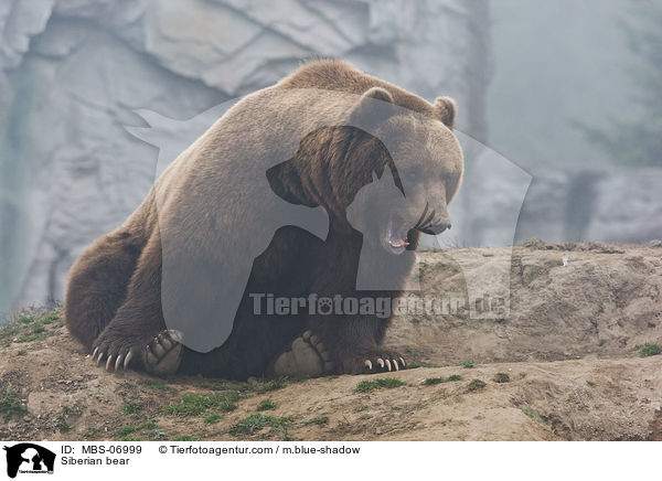 Kamtschatkabr / Siberian bear / MBS-06999