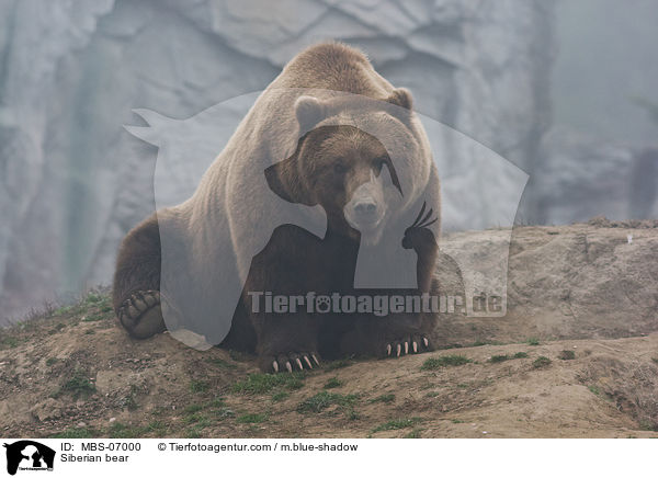 Kamtschatkabr / Siberian bear / MBS-07000