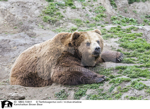 Kamtschatkabr / Kamchatkan Brown Bear / MBS-10841