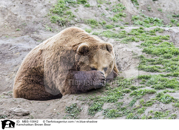 Kamtschatkabr / Kamchatkan Brown Bear / MBS-10842