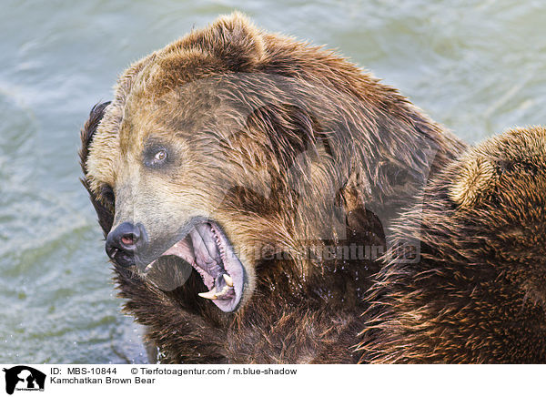 Kamchatkan Brown Bear / MBS-10844