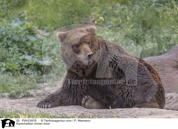 Kamchatkan brown bear / PW-03976