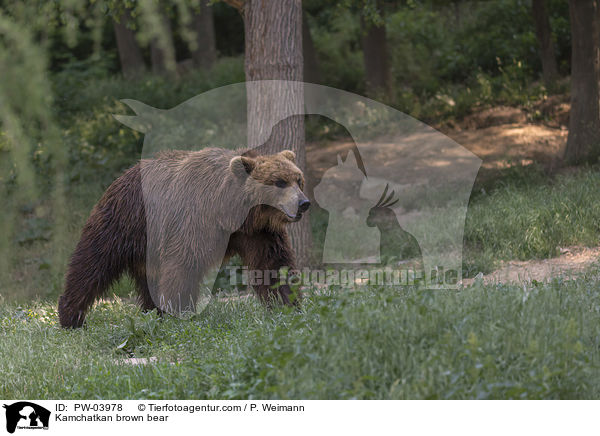 Kamchatkan brown bear / PW-03978