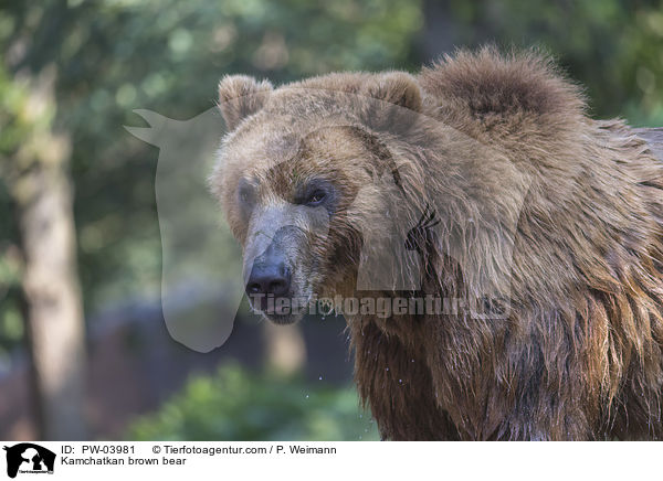 Kamchatkan brown bear / PW-03981
