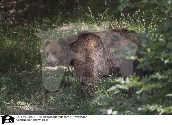 Kamchatkan brown bear / PW-03982