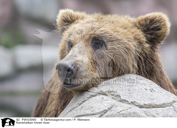 Kamchatkan brown bear / PW-03990