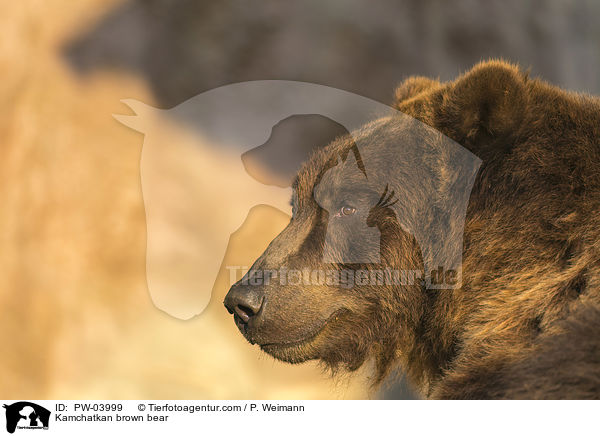 Kamchatkan brown bear / PW-03999