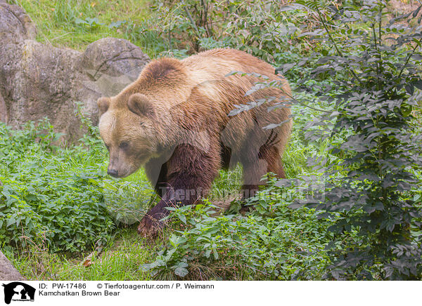 Kamtschatkabr / Kamchatkan Brown Bear / PW-17486