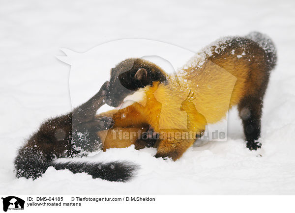 yellow-throated martens / DMS-04185