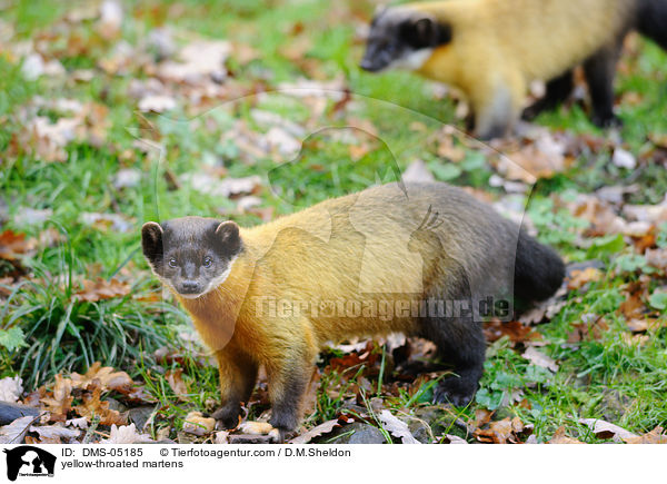 yellow-throated martens / DMS-05185