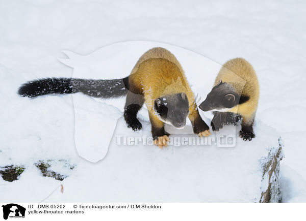 yellow-throated martens / DMS-05202