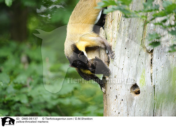 yellow-throated martens / DMS-06137