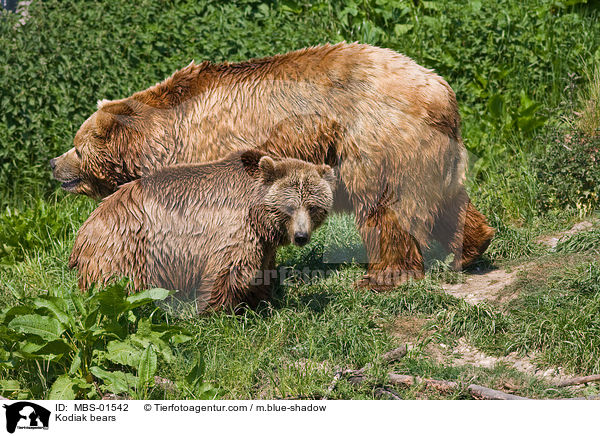 Kodiak bears / MBS-01542
