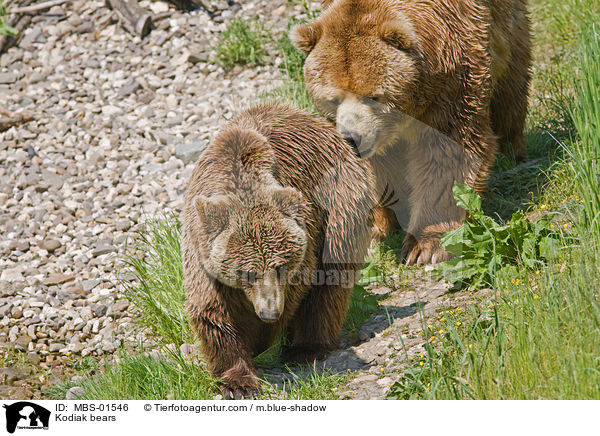 Kodiak bears / MBS-01546