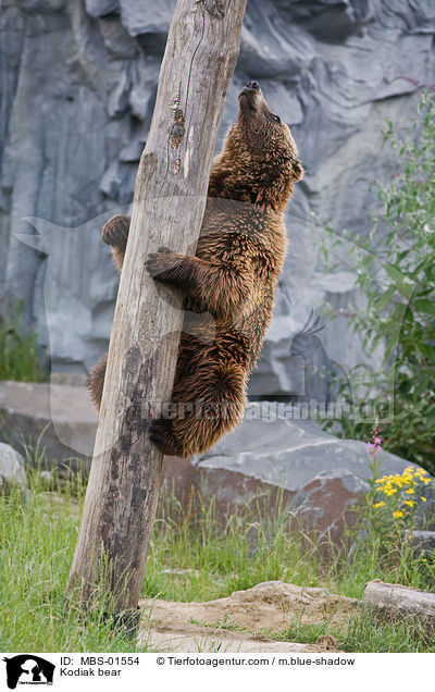 Kodiak bear / MBS-01554