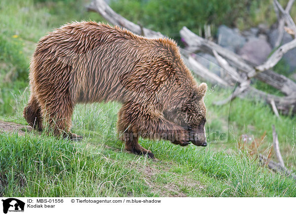 Kodiak bear / MBS-01556